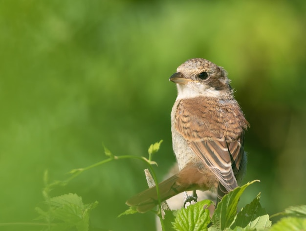 Roodrugklauwier Lanius collurio Een jonge vogel zit op een tak