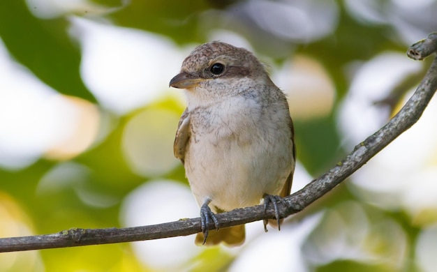 Roodrugklauwier Lanius collurio Jonge vogel zittend op een tak