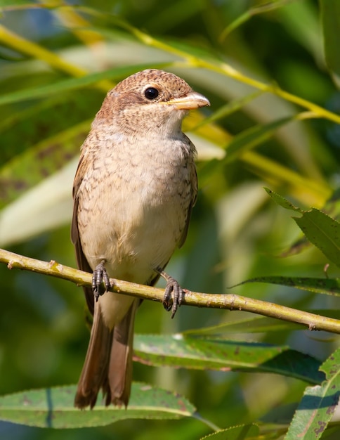 Roodrugklauwier Lanius collurio Volwassen vrouwelijke vogel zit op een wilgentak