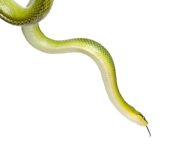 Roodstaart Groene Ratsnake - Gonyosoma oxycephalum op een geïsoleerd wit