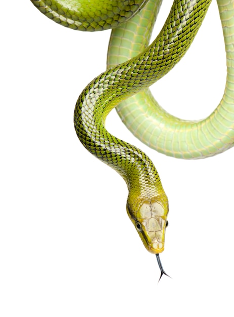 Roodstaart Groene Ratsnake - Gonyosoma oxycephalum op een geïsoleerd wit