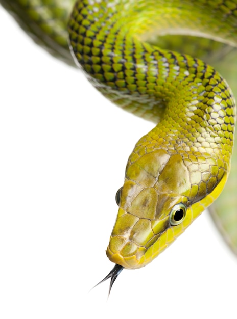 Roodstaart Groene Ratsnake - Gonyosoma oxycephalum op een geïsoleerd wit