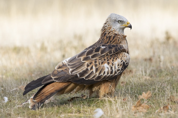 Roodstaartbuizerd die overdag in een met gras begroeid terrein loopt