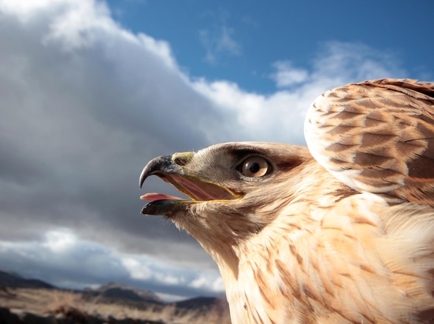 Roodstaartbuizerd