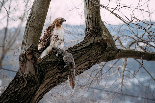 Roodstaarthavik in Peekskill