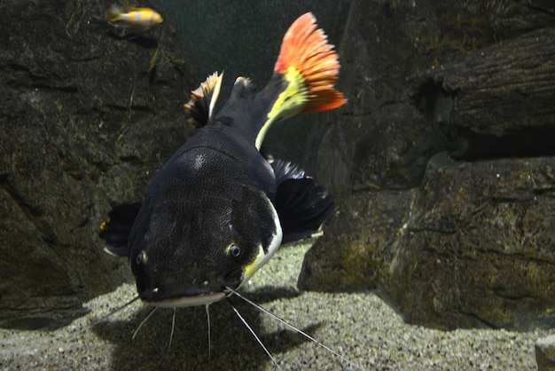 Foto roodstaartmeerval met oranje flips zwemmen op de bodem van aquarium