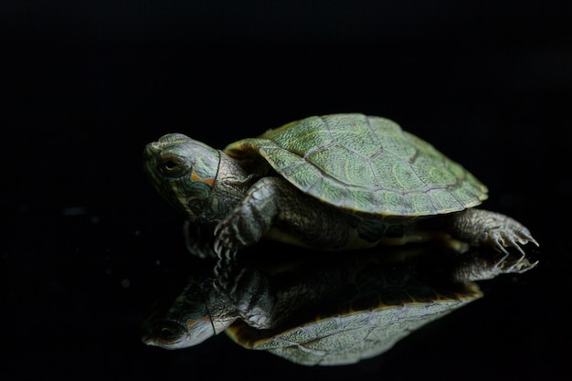 Roodwangschildpadschildpad op een zwarte wordt geïsoleerd die