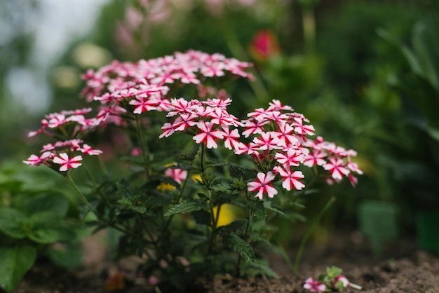 Roodwitte verbena bloeit in de zomer in de tuin