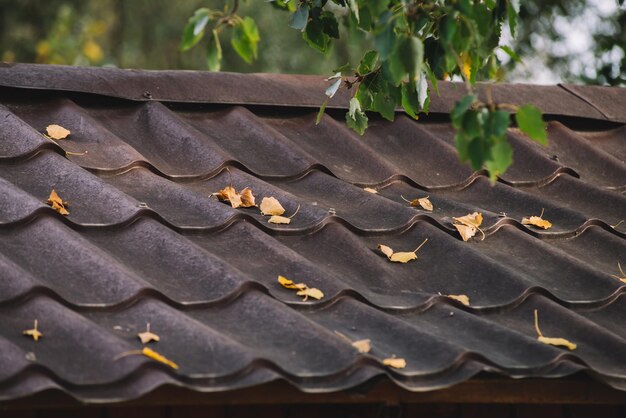 A roof with leaves on it and a tree in the background