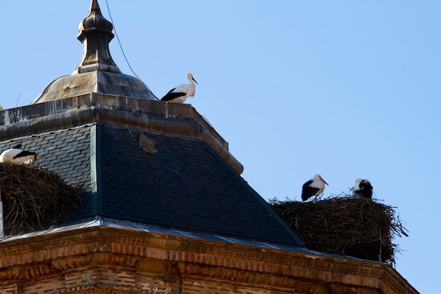 roof with storks