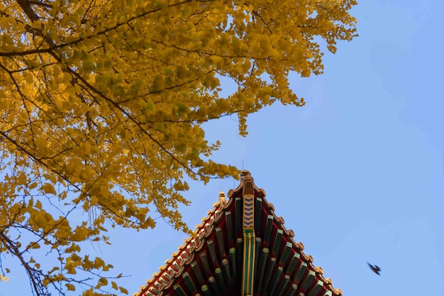 A roof with a yellow tree in the background