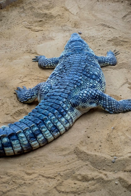 roofdier, krokodil rustend op het zand naast een bruine rivier