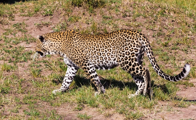 Roofdieren van de savanne. De luipaard gromt. Kenia, Afrika