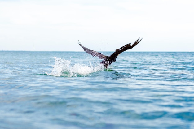 Roofvogel om op vissen te jagen in de zee zwarte havik greep prooi achteraanzicht