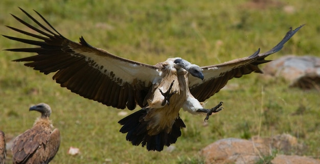 Roofvogel vliegt om Kenia Tanzania Safari Oost-Afrika te jagen