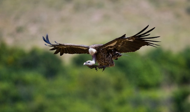 Roofvogel vliegt om Kenia Tanzania Safari Oost-Afrika te jagen