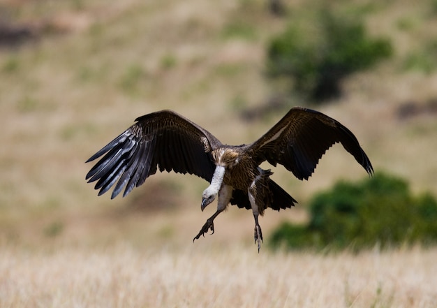 Roofvogel vliegt om Kenia Tanzania Safari Oost-Afrika te jagen