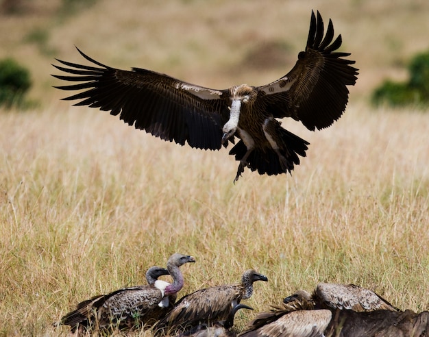 Roofvogel vliegt om Kenia Tanzania Safari Oost-Afrika te jagen