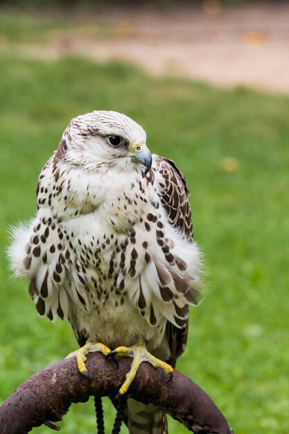 Roofvogel voor de jacht