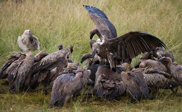 Roofvogels eten de prooi in de savanne Kenia Tanzania Safari Oost Afrika