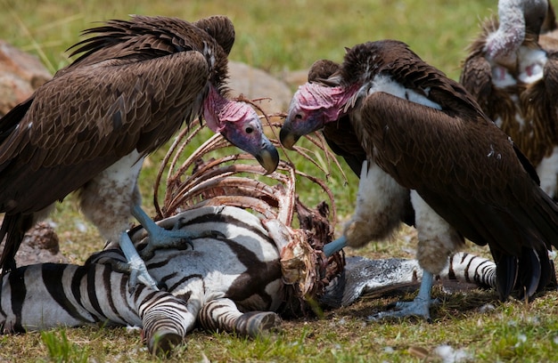 Roofvogels eten de prooi in de savanne Kenia Tanzania Safari Oost Afrika