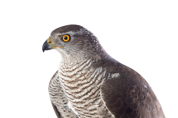 Roofvogels Jonge havik Accipiter gentilis Natuurlandschap