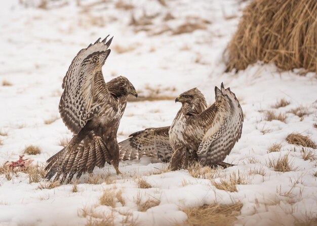 Roofvogels op besneeuwd land in de winter