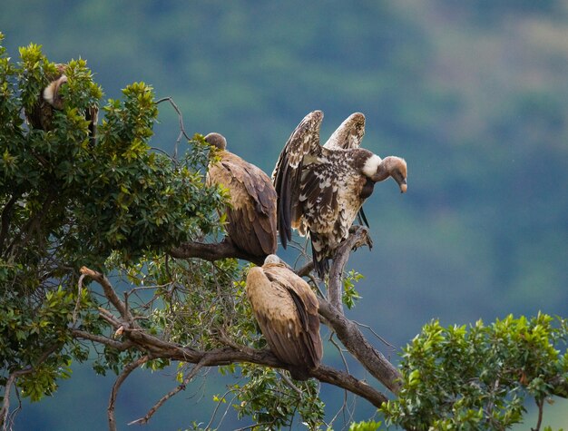Roofvogels zitten op een boom Kenia Tanzania Safari Oost-Afrika
