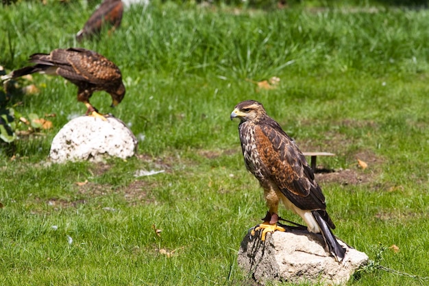 roofvogels