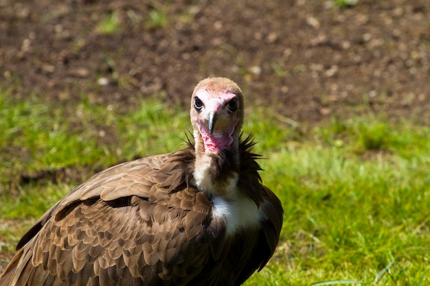 Foto roofvogels