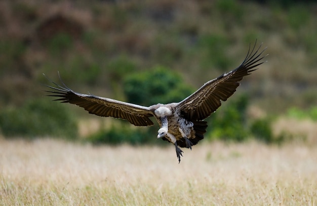 Roofzuchtige vogel tijdens de vlucht Kenia Tanzania Safari Oost-Afrika