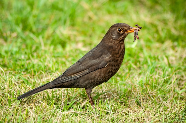 a rook bird stands on the grass with a worm in its beak