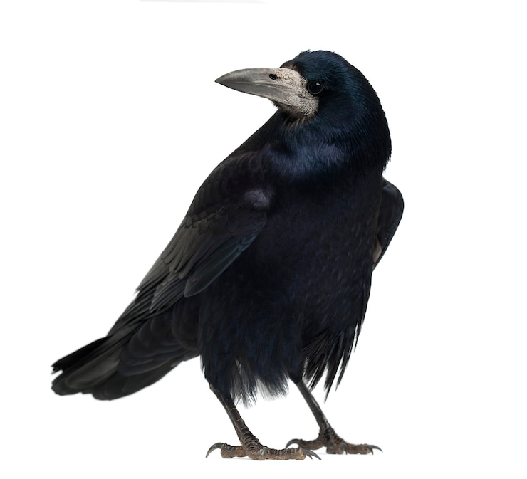 Foto rook corvus frugilegus staat geïsoleerd