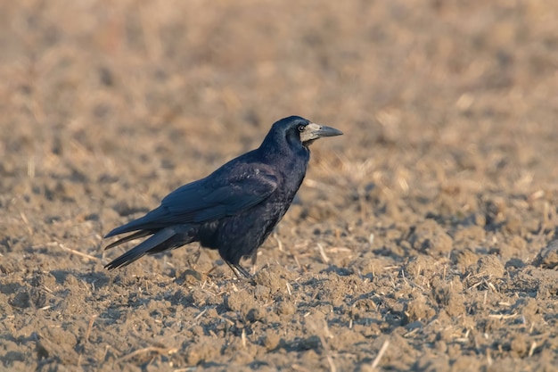 Rook on the field (Corvus frugilegus) Rook Bird