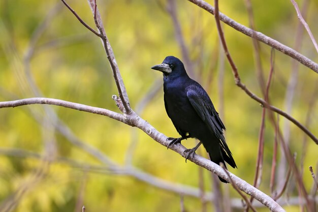 Rook is photographed very close-up on a beautifully blurred background of yellow and red autumn leaves