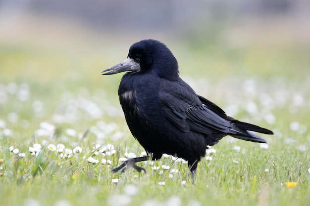 Foto rook nel suo ambiente naturale