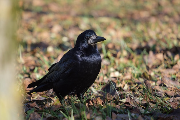 自然の中のルーク、Corvus frugilegus