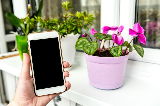 バルコニーに咲くシクラメンの花。携帯電話と花。