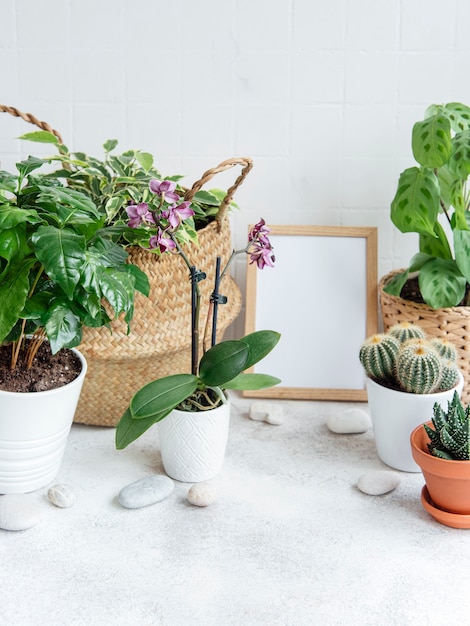 Room filled with a lot of modern plants, home garden with mock up poster frame