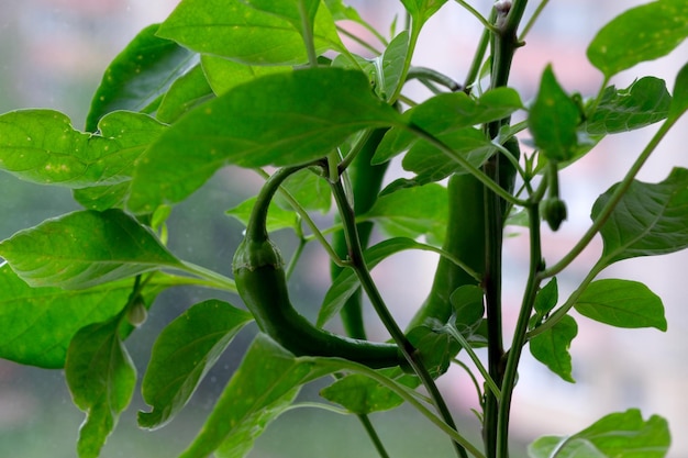 Room hot pepper on the windowsill of a city apartment closeup