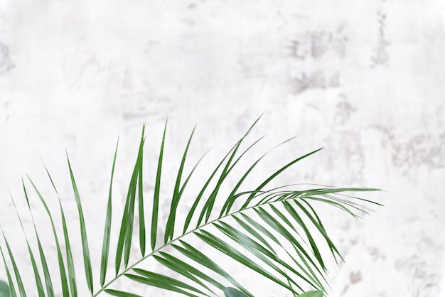 Room palm leaves on grey wall background. Modern floral concept of home garden.