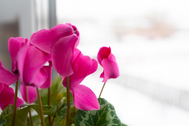 room pink cyclamen on the window. beautiful pink flower on the window