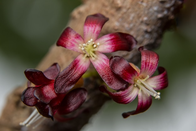 Foto roos lente macro flora valentijn kleur