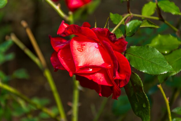 Roos met druppels ochtenddauw