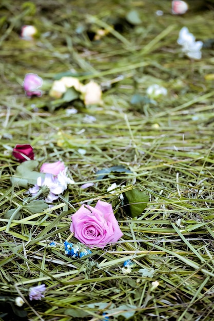 Roos op het gemaaid gras met bloemen dichtbij