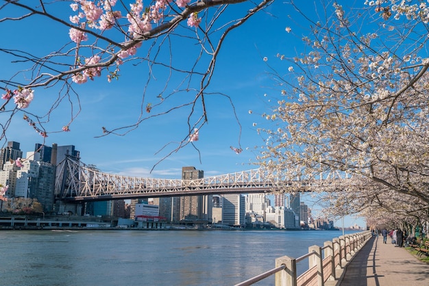 ニューヨーク市の桜の時期のルーズベルト島