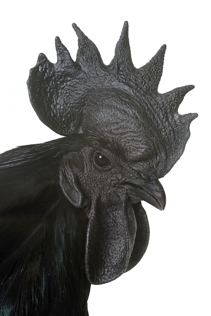 rooster ayam cemani