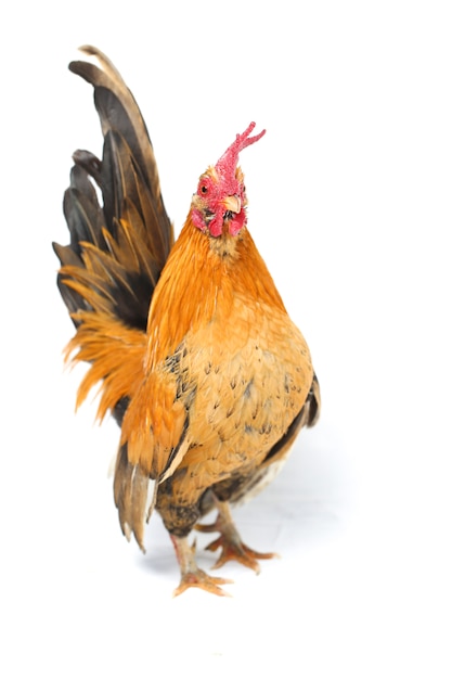 Photo rooster bantam chicken on white