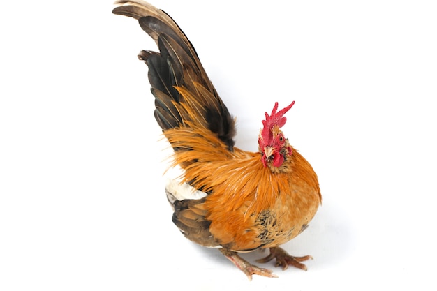 Photo rooster bantam chicken on white