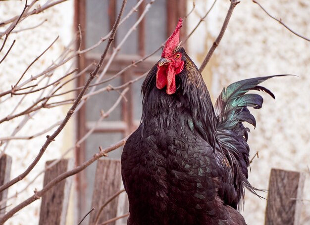 Rooster on blurred nature